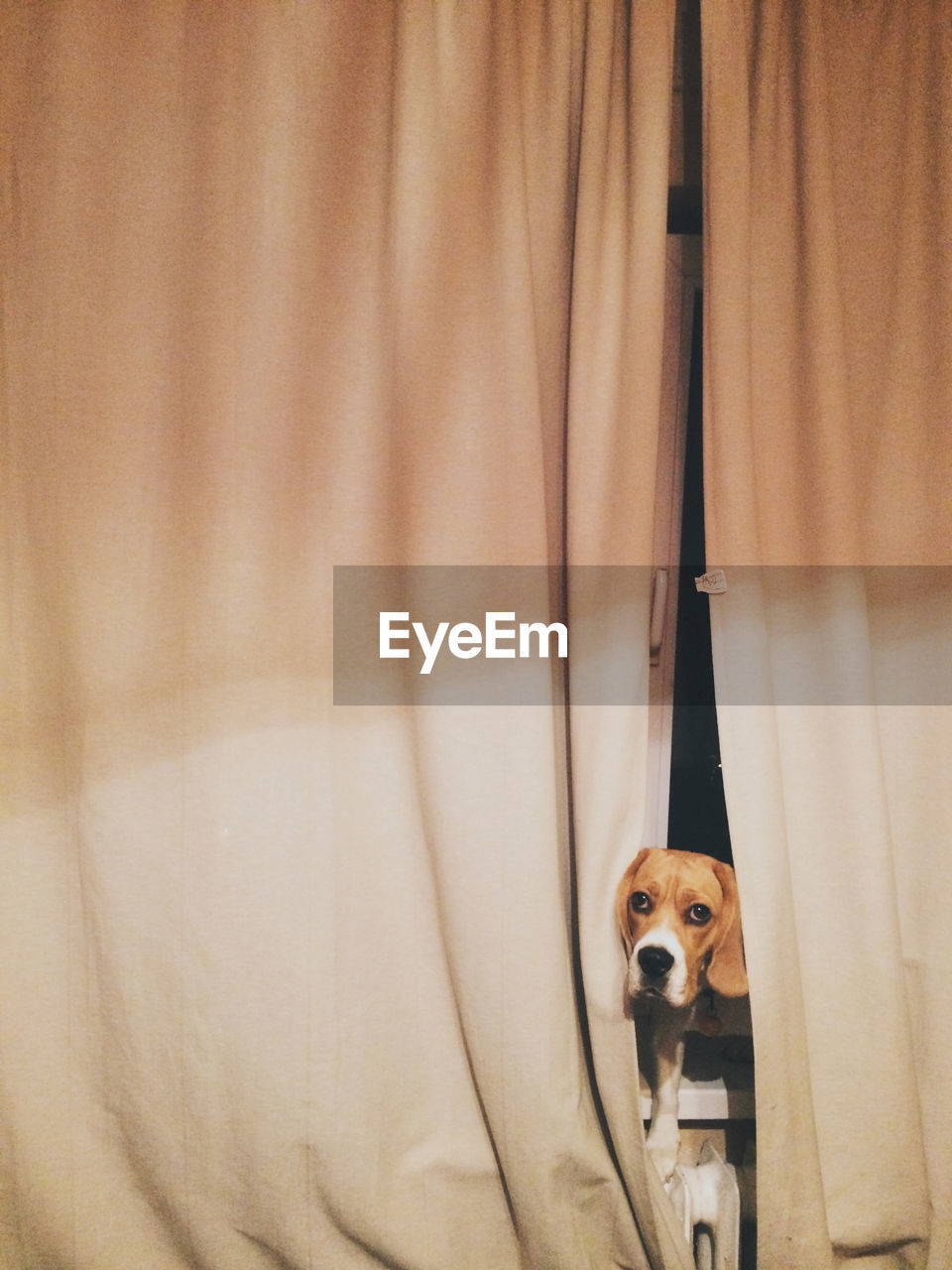 Close-up of dog peeking through curtain