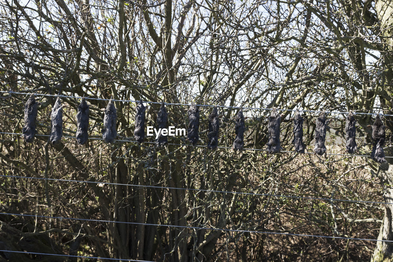 BARE TREES AGAINST SKY