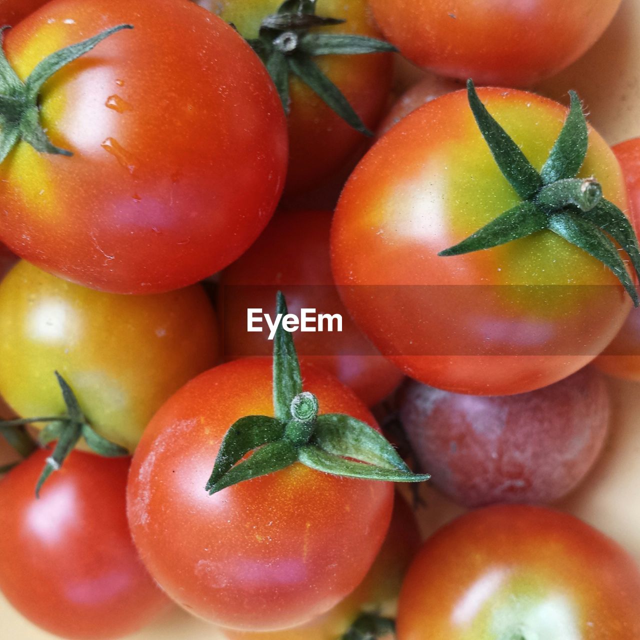 CLOSE-UP OF TOMATOES