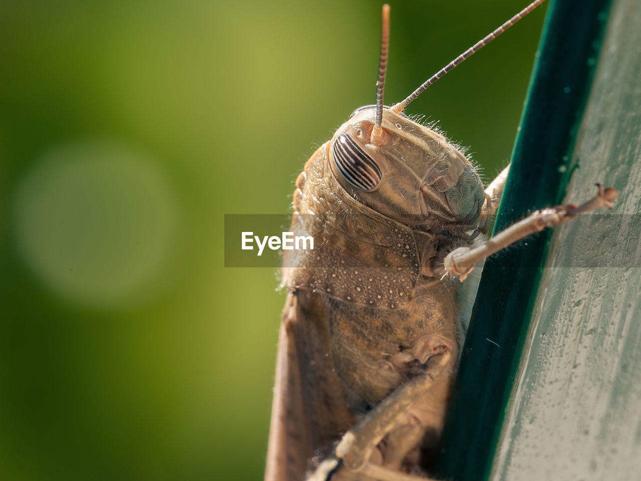 Macro shot of grasshopper on wall