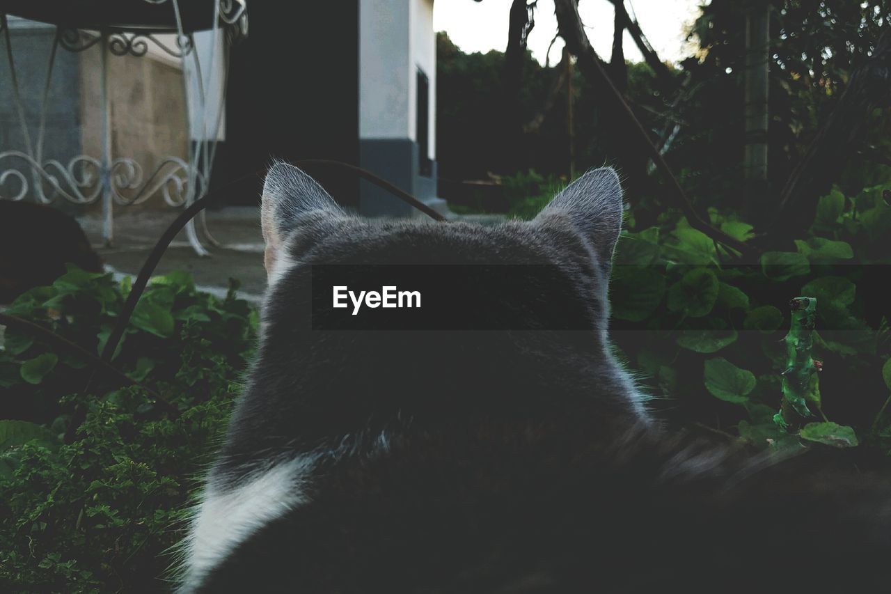 CLOSE-UP OF CAT