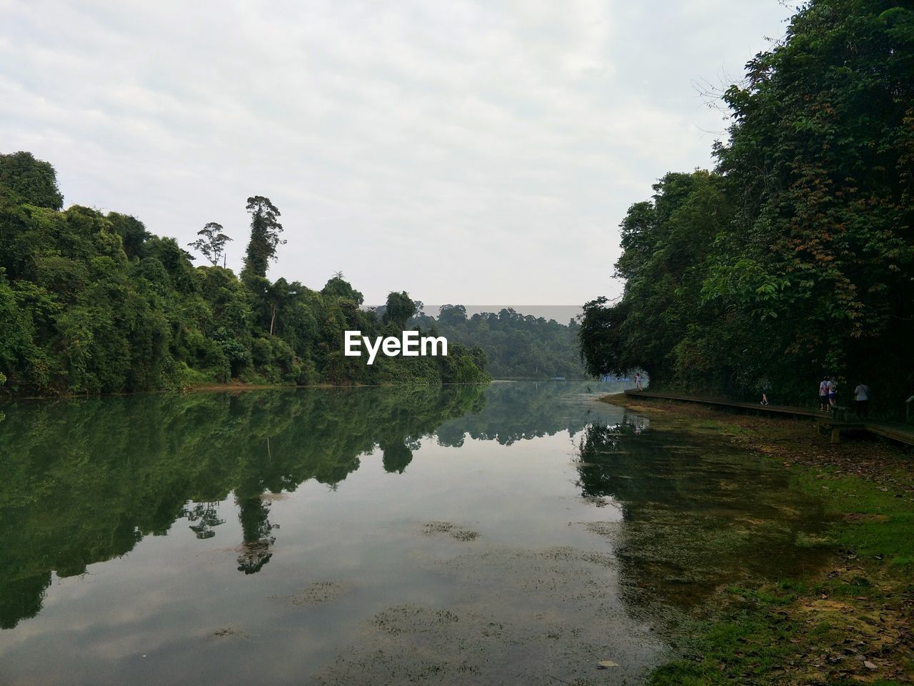 TREES BY LAKE AGAINST SKY