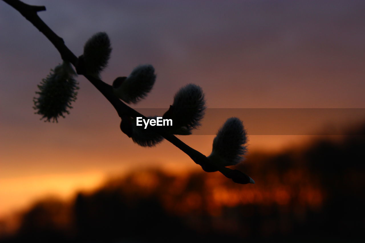 CLOSE-UP OF PLANTS AGAINST SUNSET