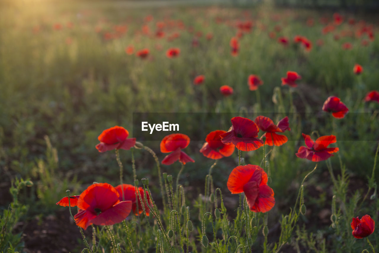 Close-up of red poppy flowers on field