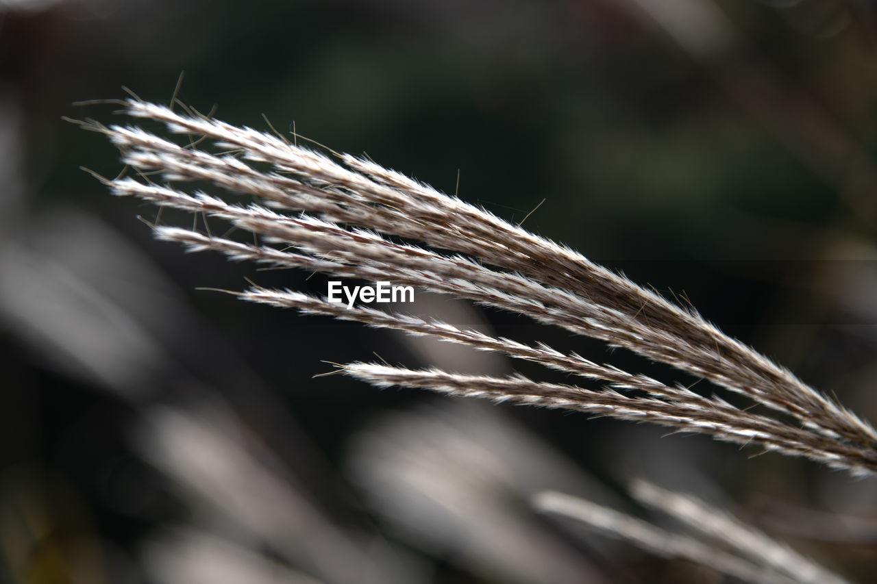 Close-up of silver grass growing on field during autumn