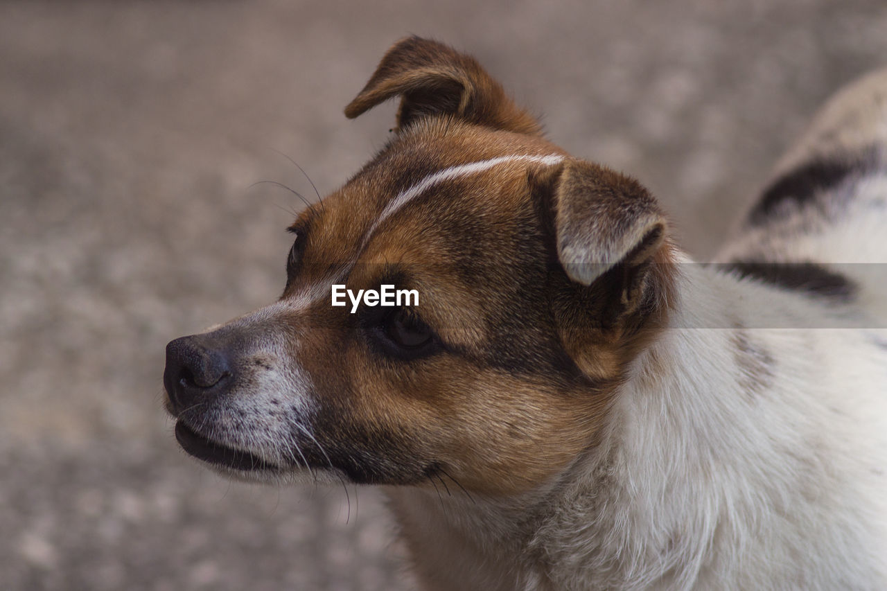 Close-up of dog looking away