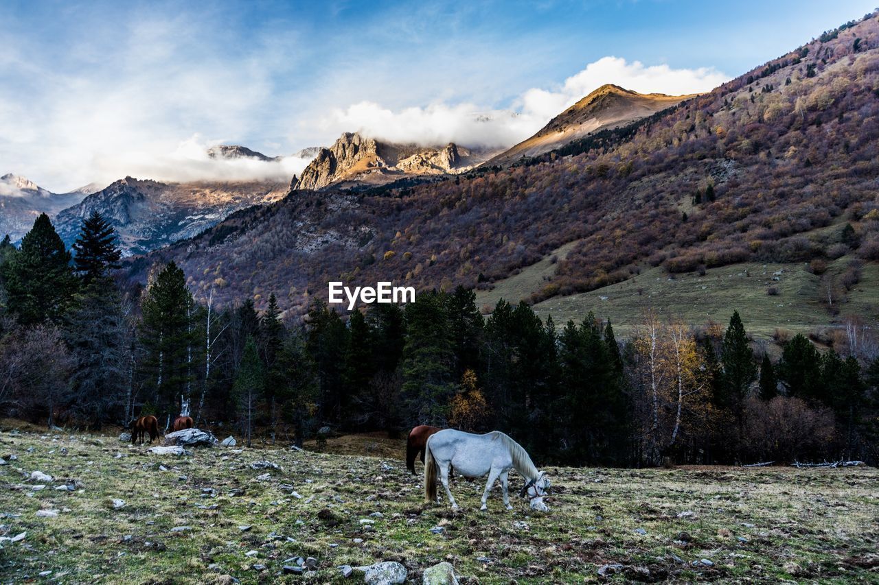 HORSE GRAZING ON SNOW COVERED LANDSCAPE