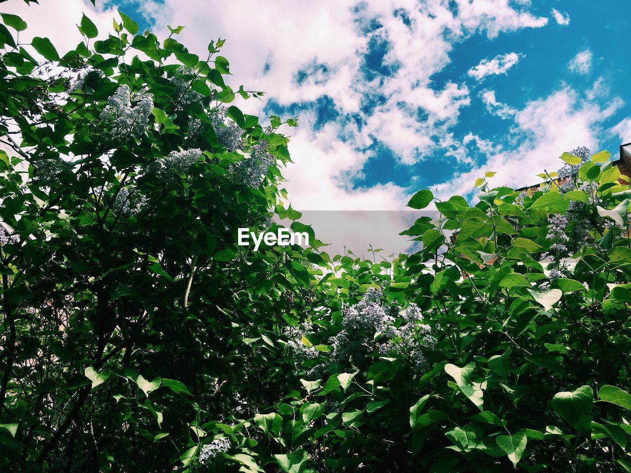 LOW ANGLE VIEW OF FRESH TREE AGAINST SKY
