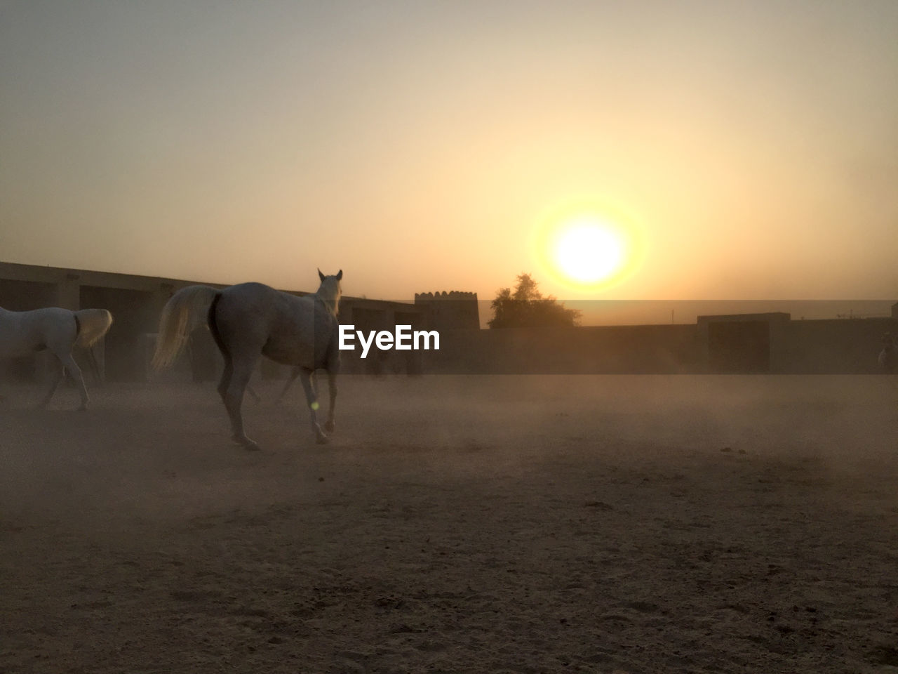 VIEW OF HORSE ON FIELD