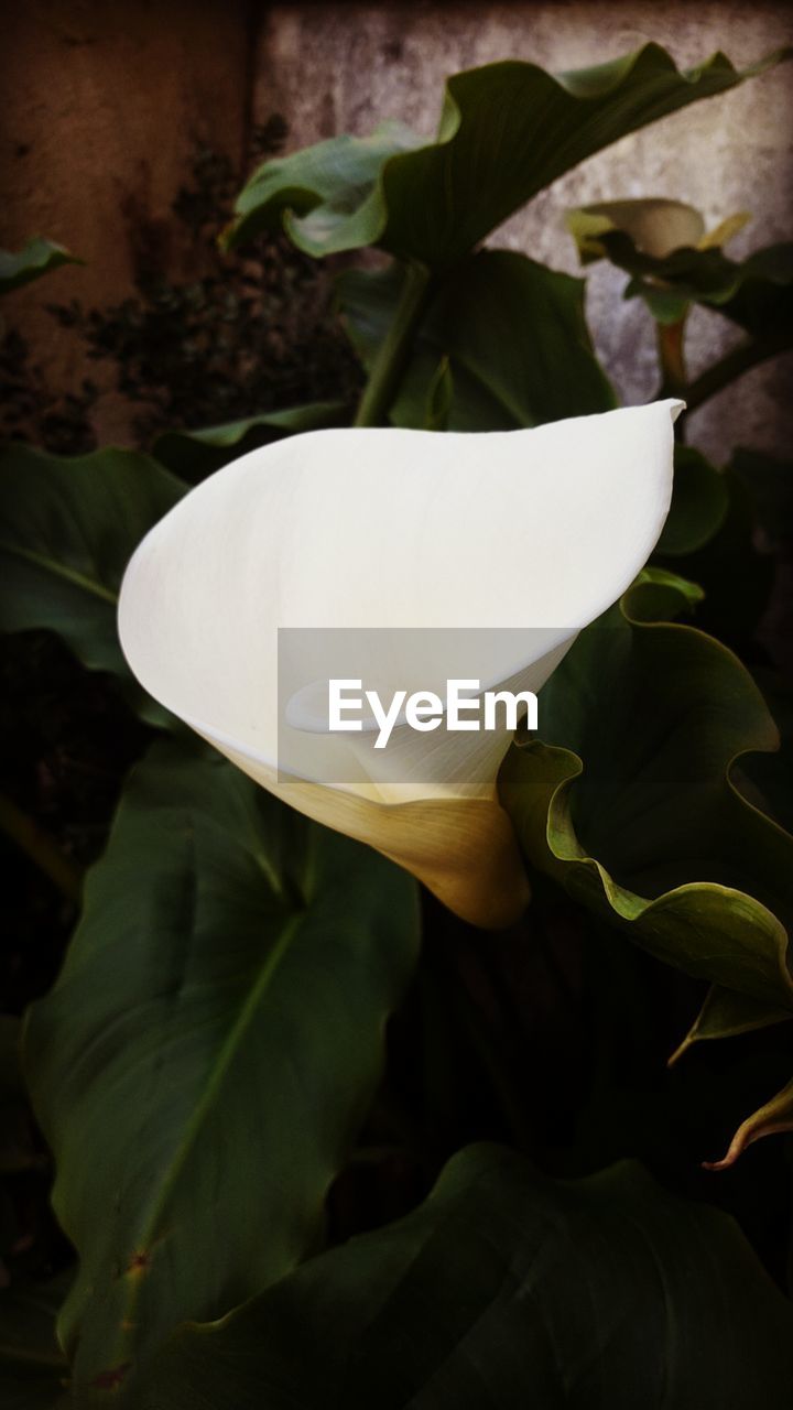 CLOSE-UP OF WHITE LILY BLOOMING OUTDOORS