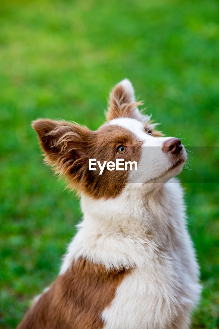 Close-up of a dog , border collie looking away