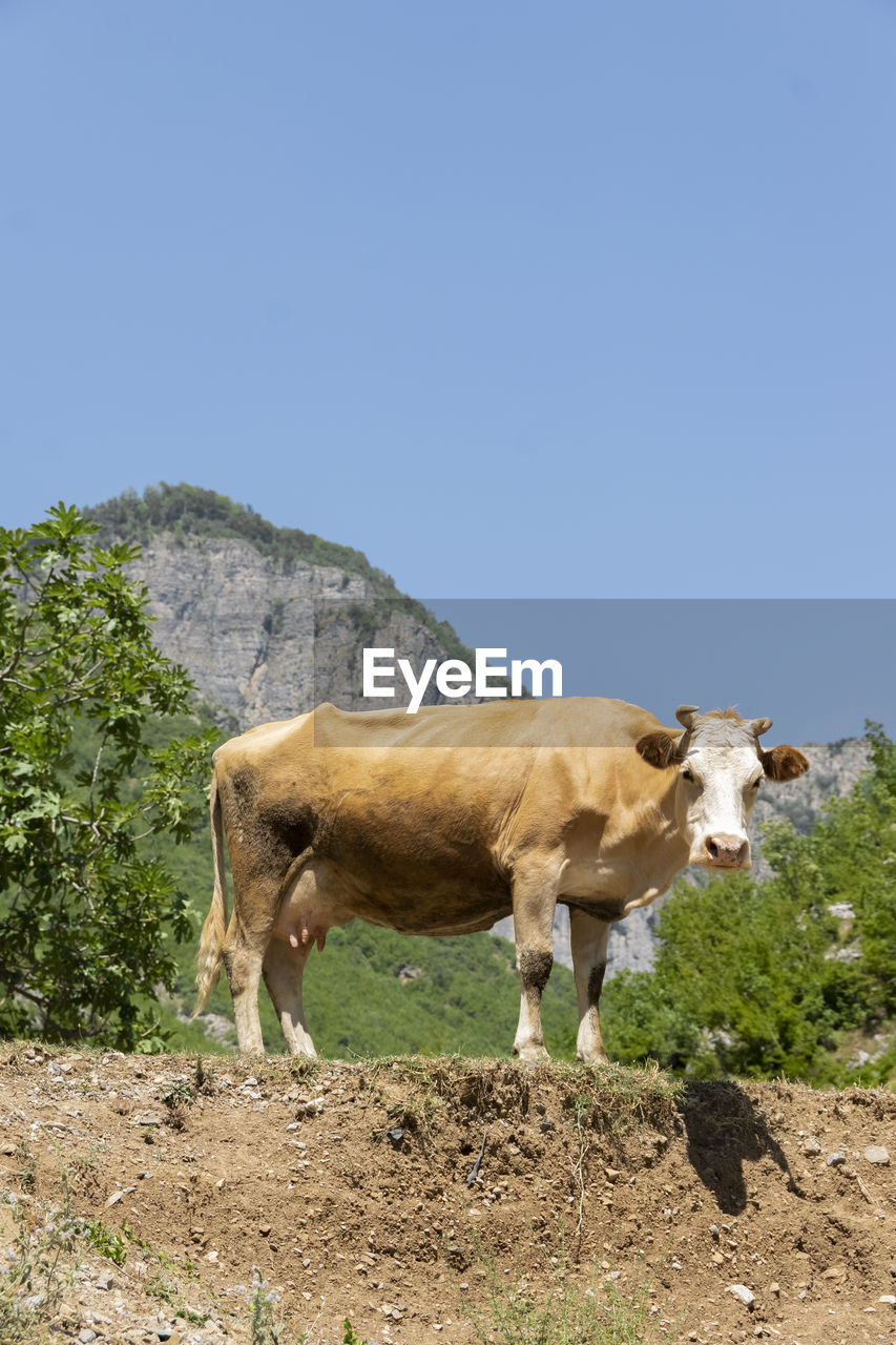 Close up view of domestic cow grazing free in the mountain