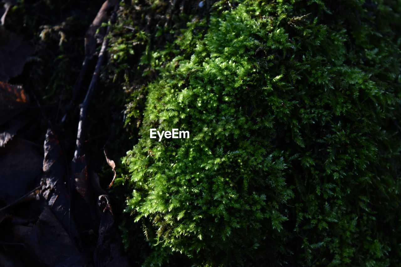 CLOSE-UP OF MOSS GROWING ON TREE TRUNKS