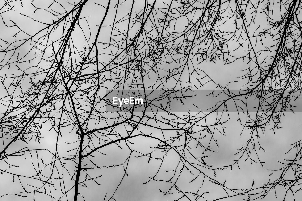 LOW ANGLE VIEW OF SILHOUETTE TREE AGAINST SKY