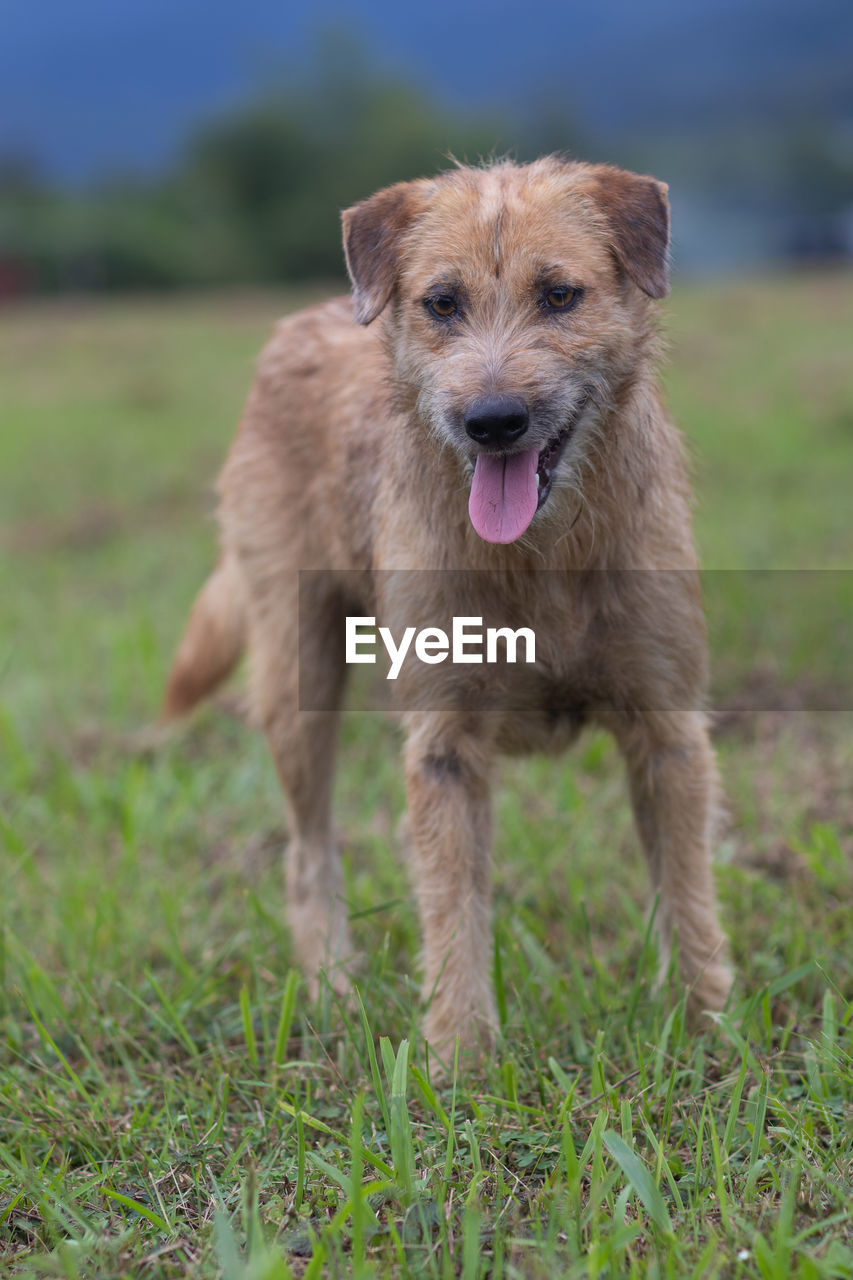 Portrait of dog running on field