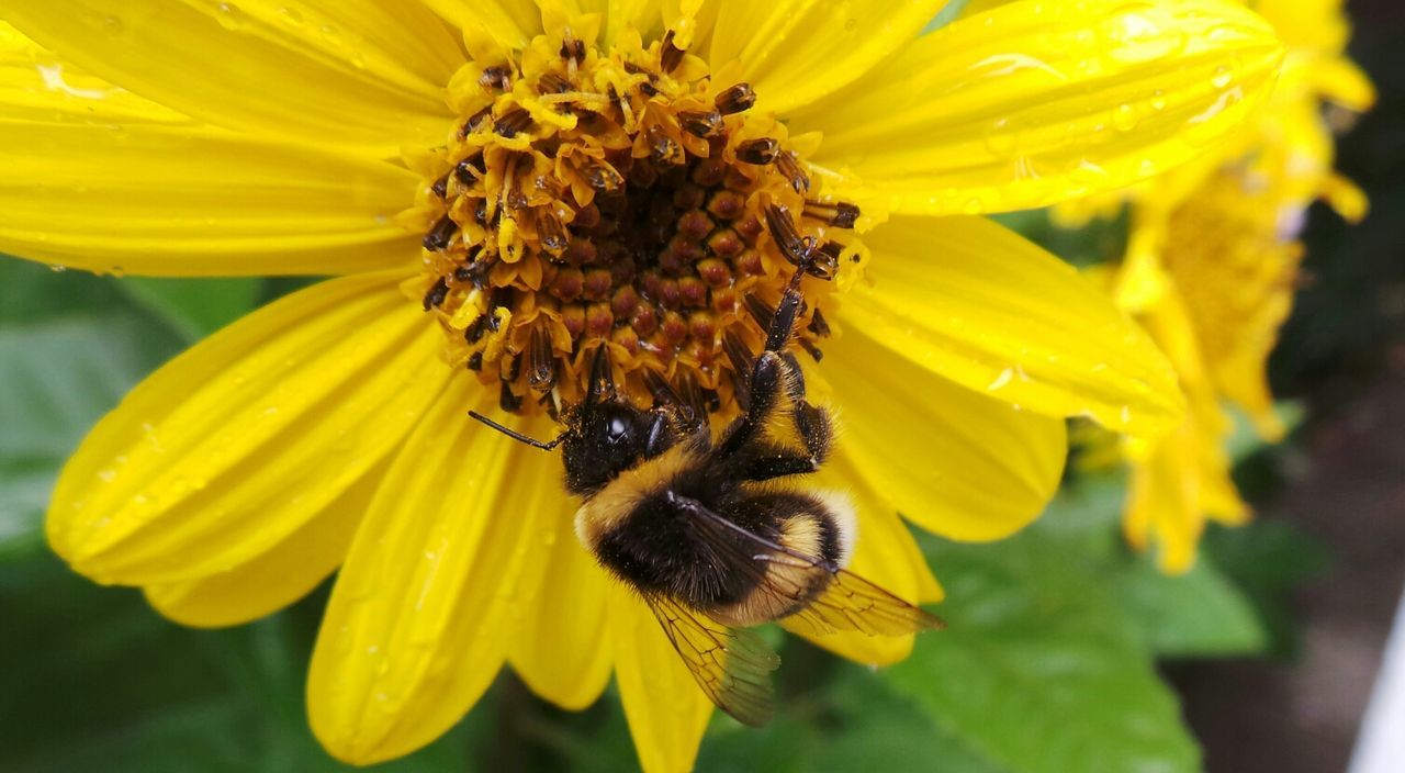 Close-up of honey bee on wet sunflower in park