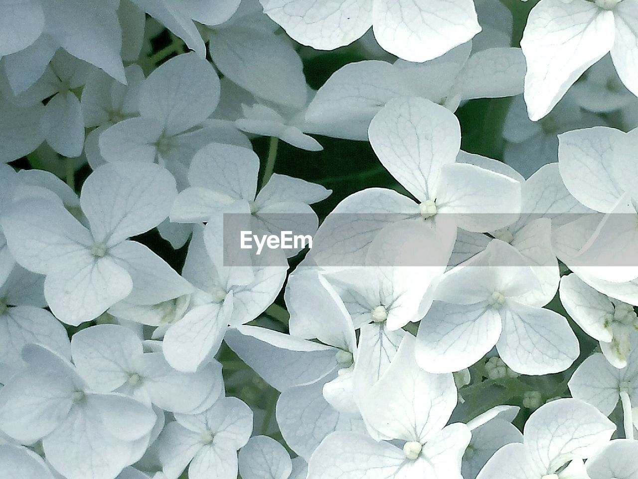 Full frame shot of white flowers