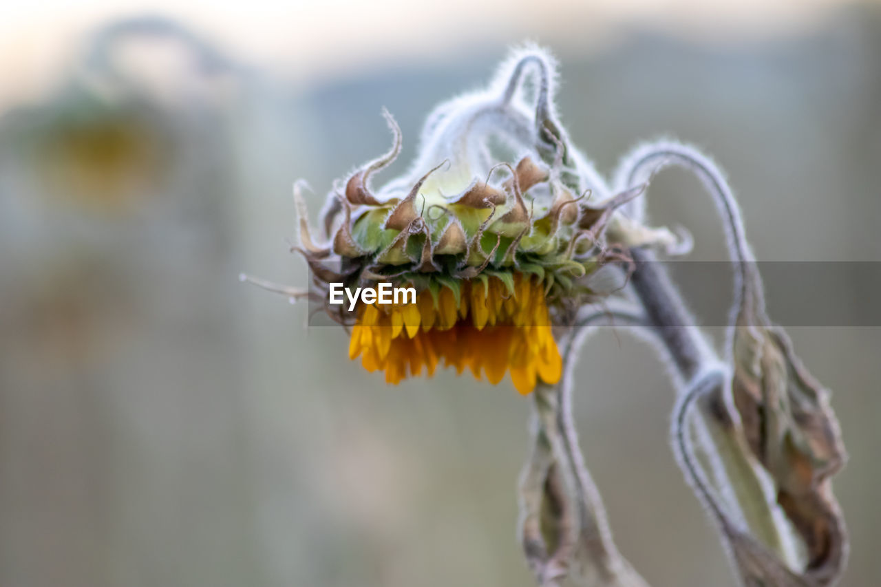 Drought with dry and withered sunflowers in extreme heat periode with hot temperatures no rainfall