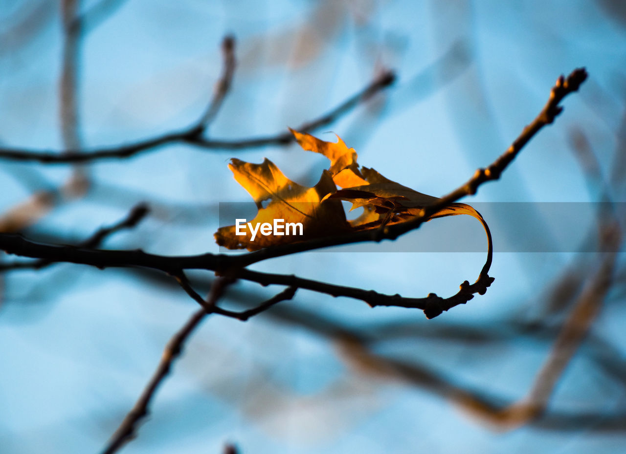 Close-up of dried leaves on branch