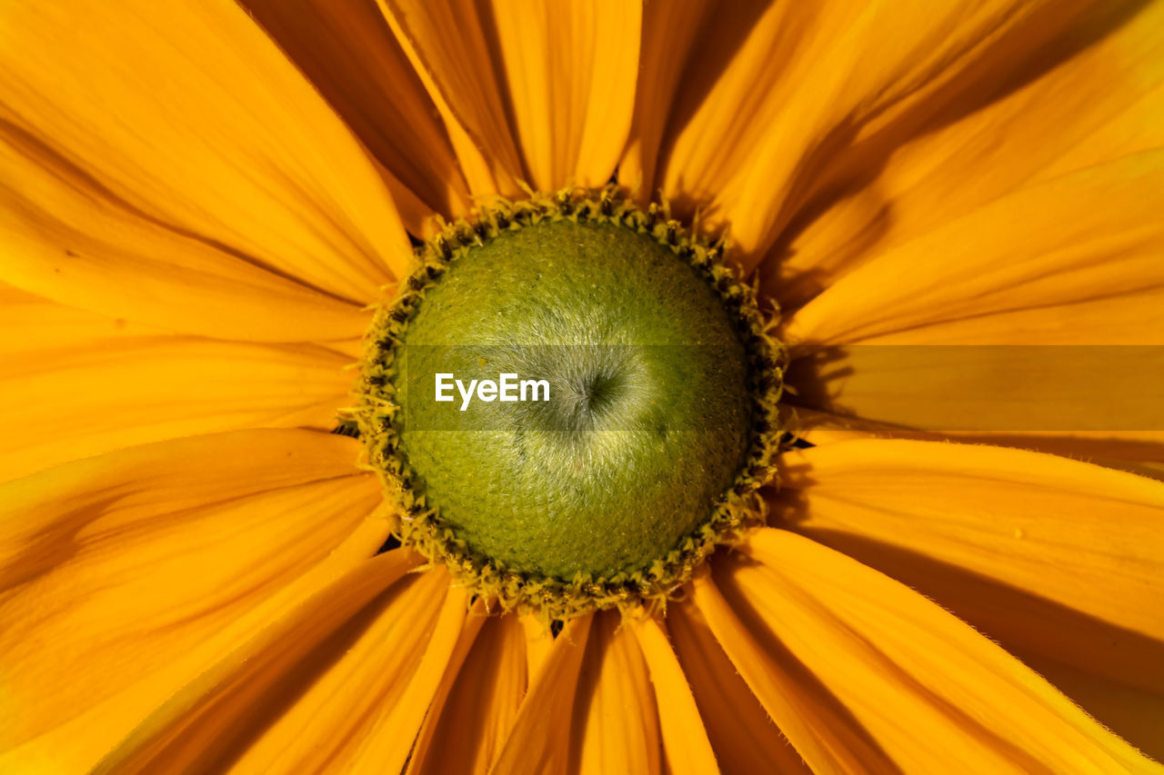 Full frame shot of sunflower