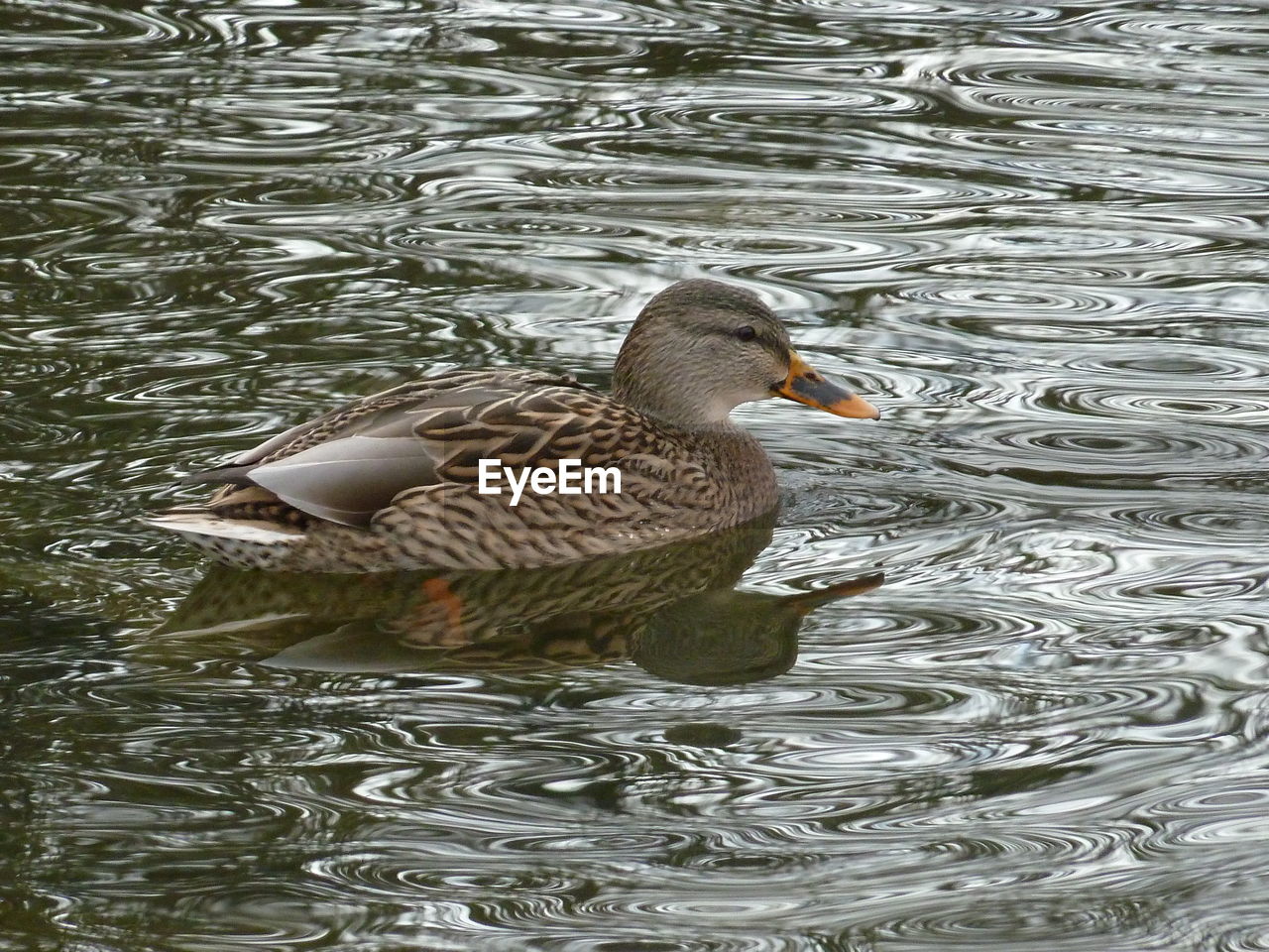 DUCK SWIMMING ON LAKE