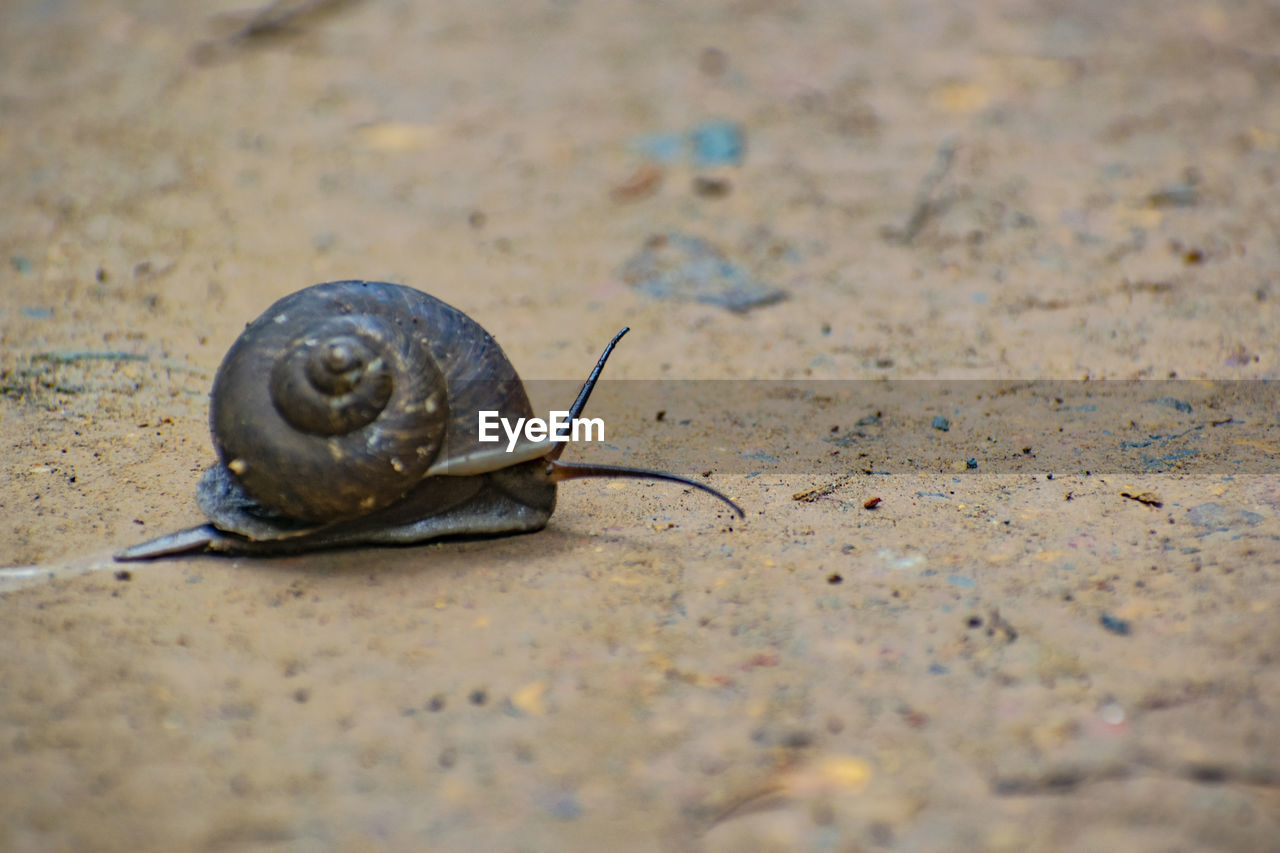 CLOSE-UP OF SNAIL ON A GROUND
