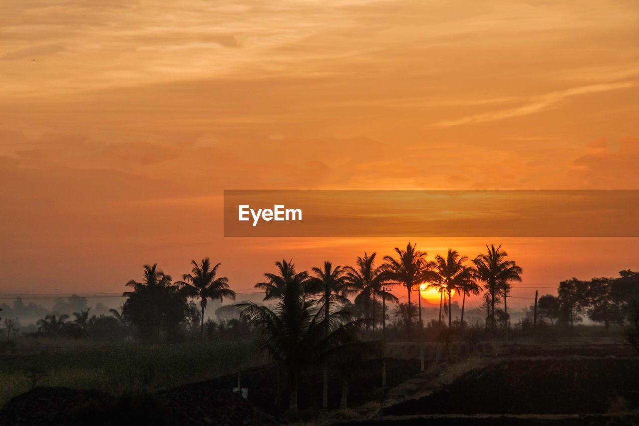 Silhouette palm trees on landscape against orange sky