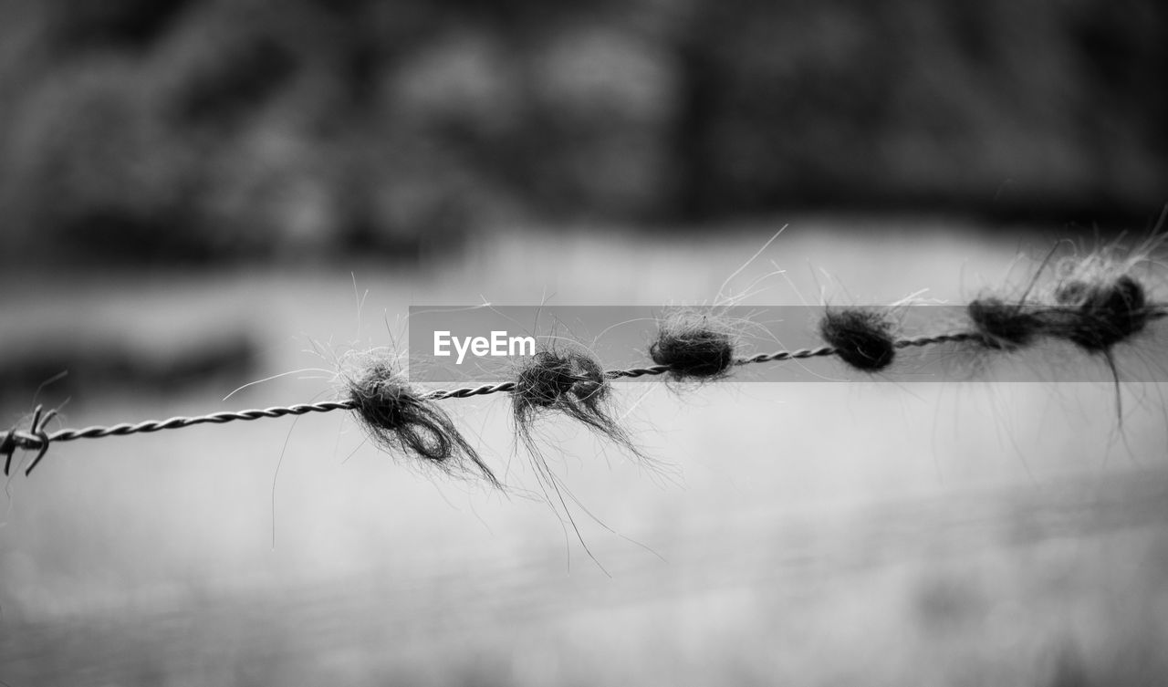 Close-up of animal hair on barbed wire fence