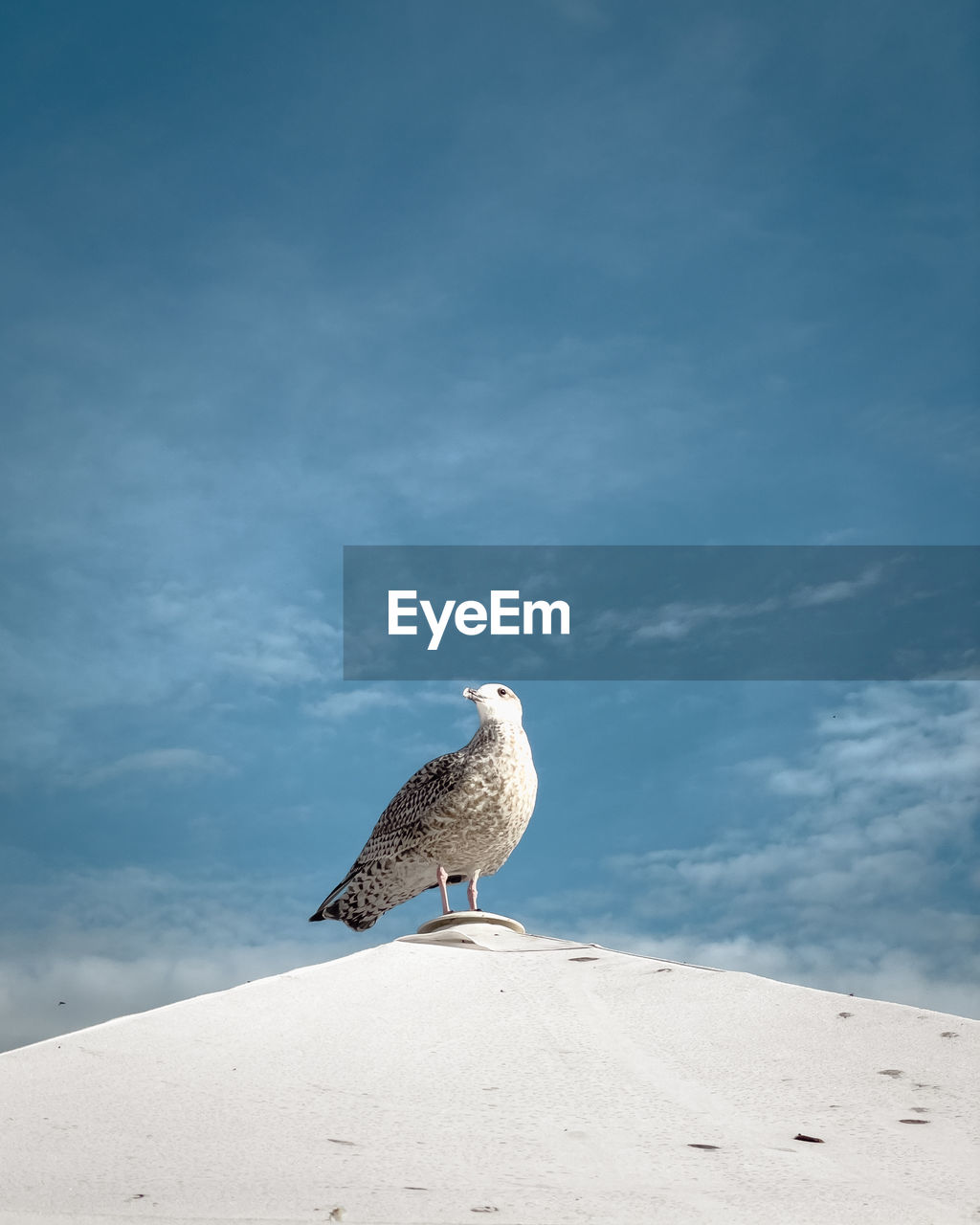 Seagull perching on sand at beach