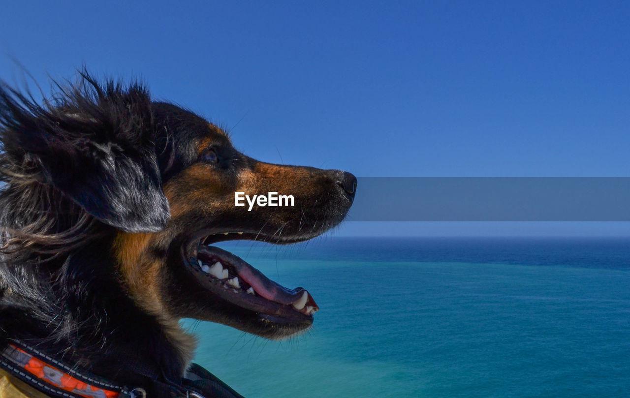 DOG LOOKING AWAY IN SEA