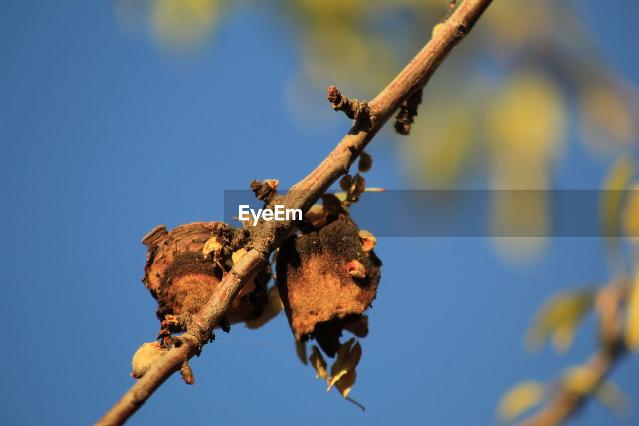 CLOSE-UP OF DEAD PLANT AGAINST BLUE SKY