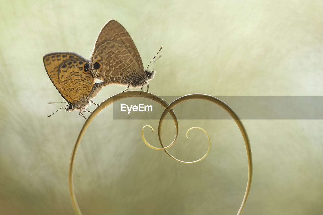 Butterflies mating in art place