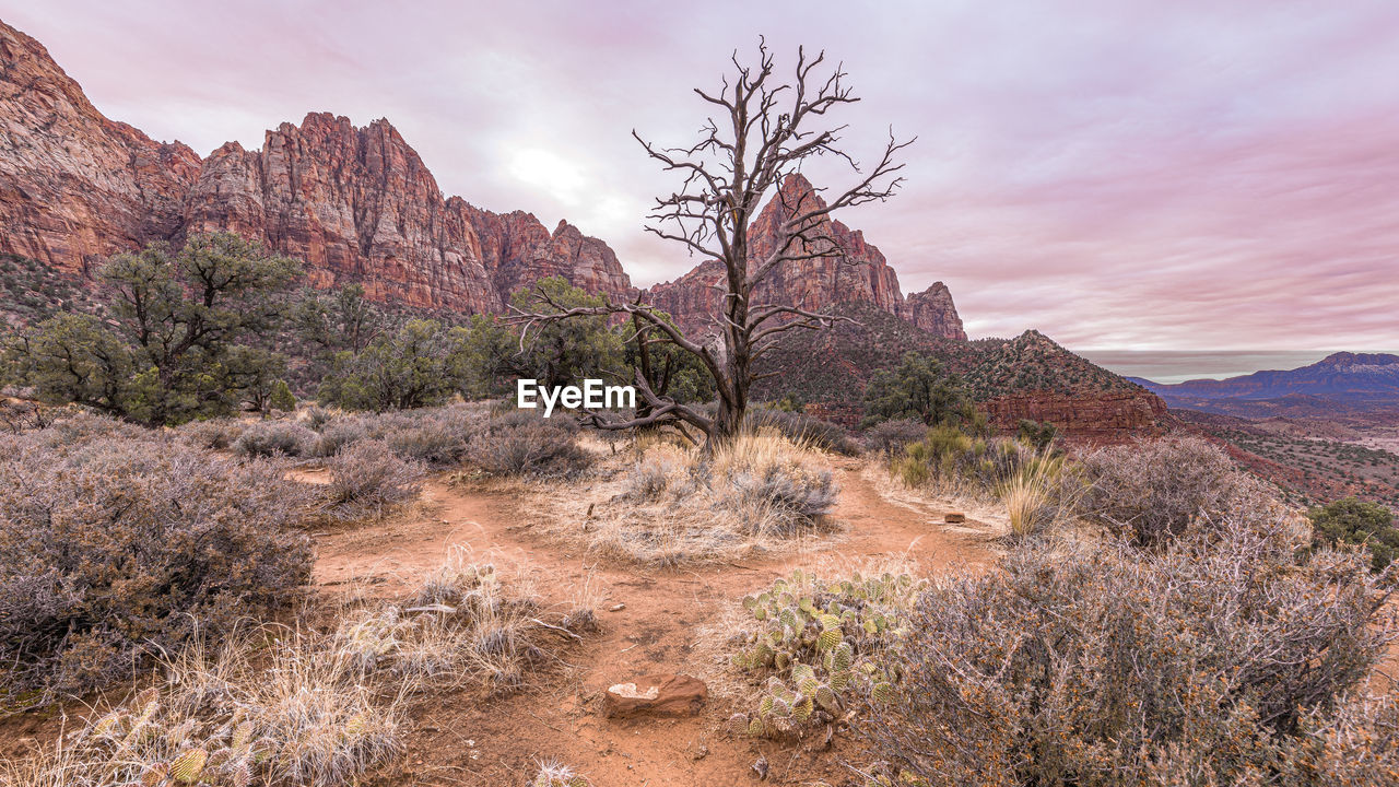 PLANTS GROWING ON ROCKS AGAINST SKY