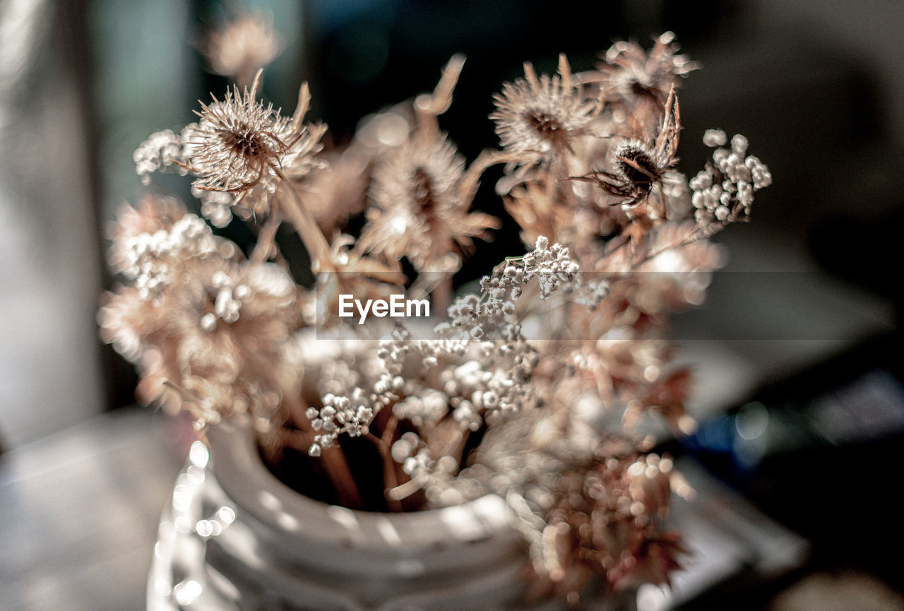 flower, plant, flowering plant, spring, macro photography, close-up, selective focus, nature, no people, freshness, headpiece, beauty in nature, focus on foreground, indoors, fragility, celebration
