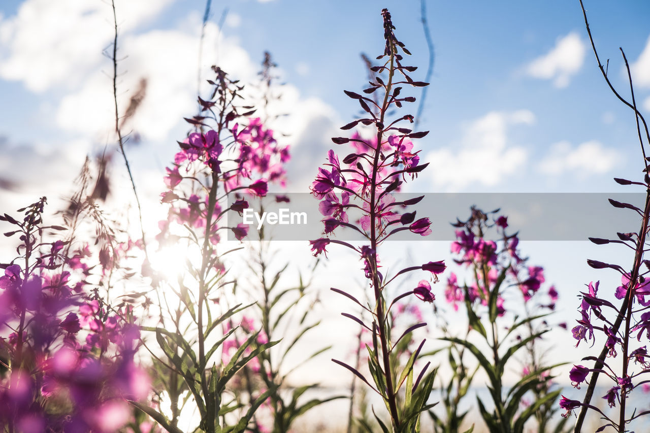 plant, flower, sky, beauty in nature, flowering plant, nature, pink, cloud, freshness, grass, growth, blossom, no people, springtime, outdoors, landscape, tree, tranquility, environment, land, purple, scenics - nature, sunlight, vibrant color, day, fragility, multi colored, meadow, low angle view, close-up, wildflower, blue, food, summer, branch, botany, tranquil scene, food and drink, sunset