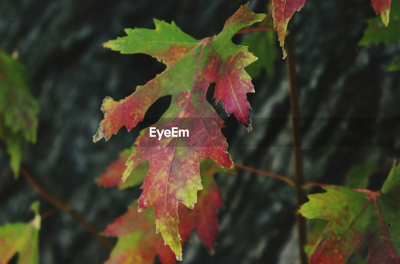 Close-up of maple leaf during autumn