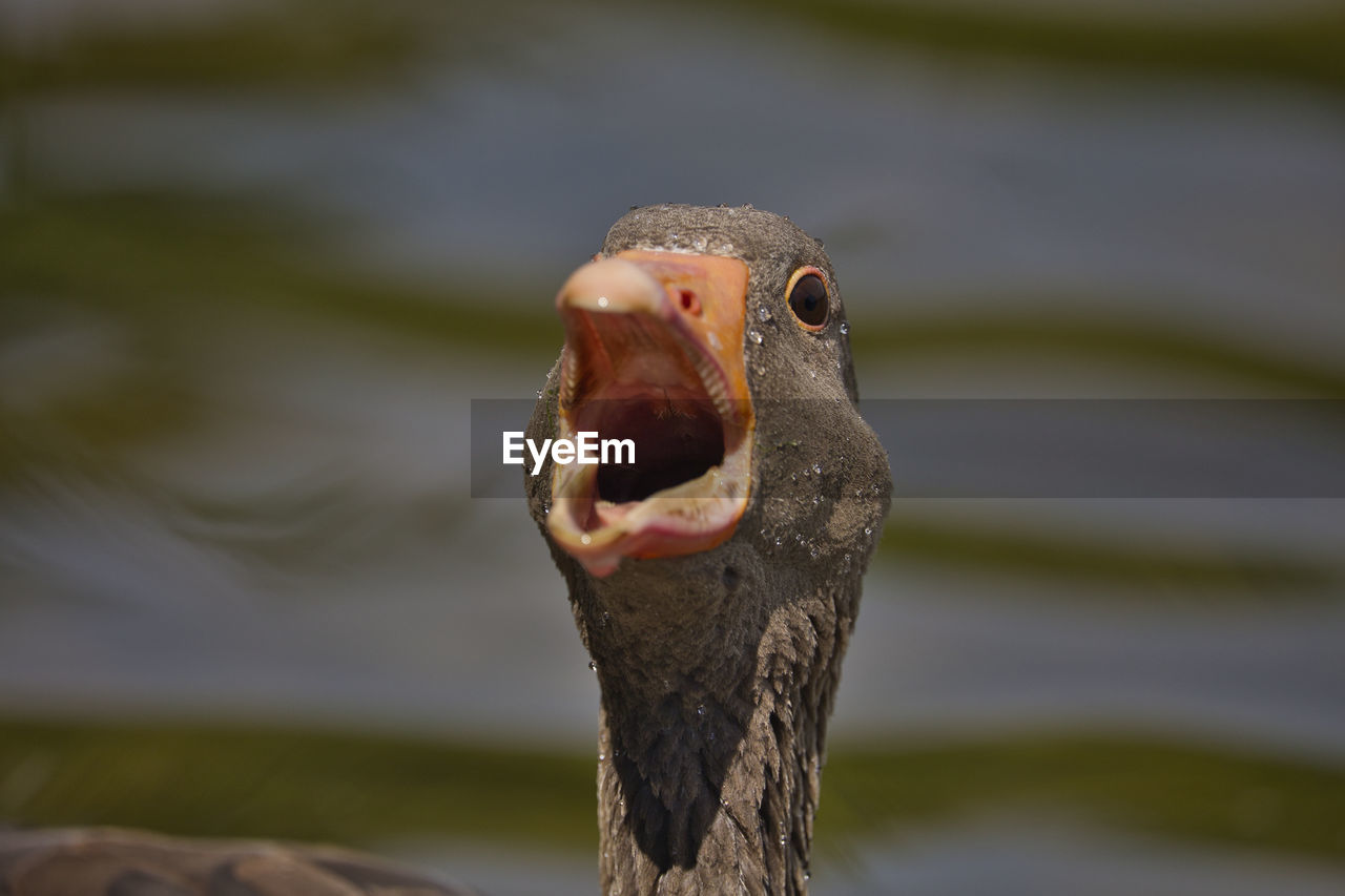Close-up of a goose chatting to me 