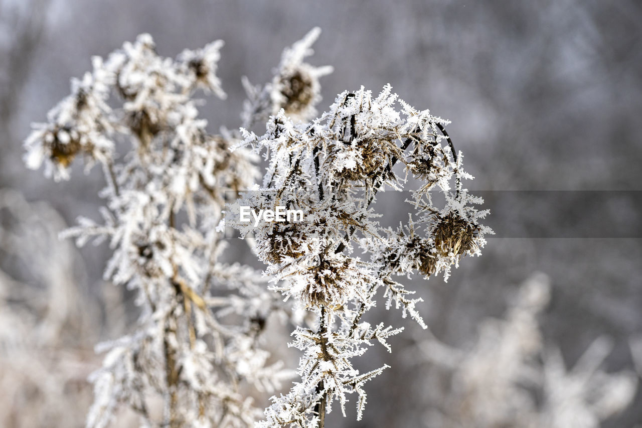 CLOSE-UP OF FROST ON PLANT