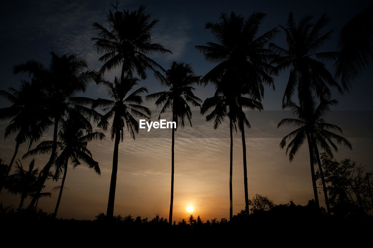 SILHOUETTE PALM TREES AGAINST SKY AT SUNSET