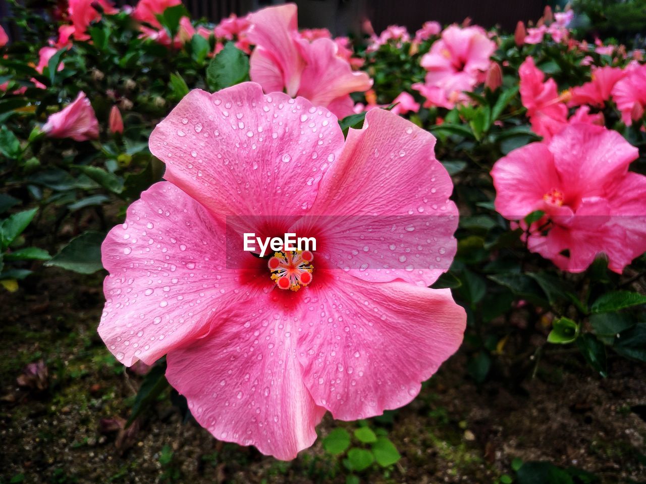 Close-up of pink hibiscus flower