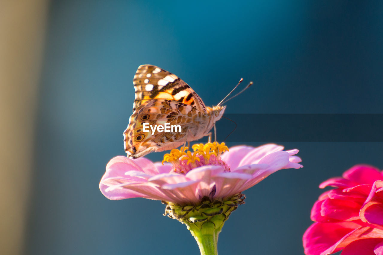 Close-up of butterfly pollinating on pink flower