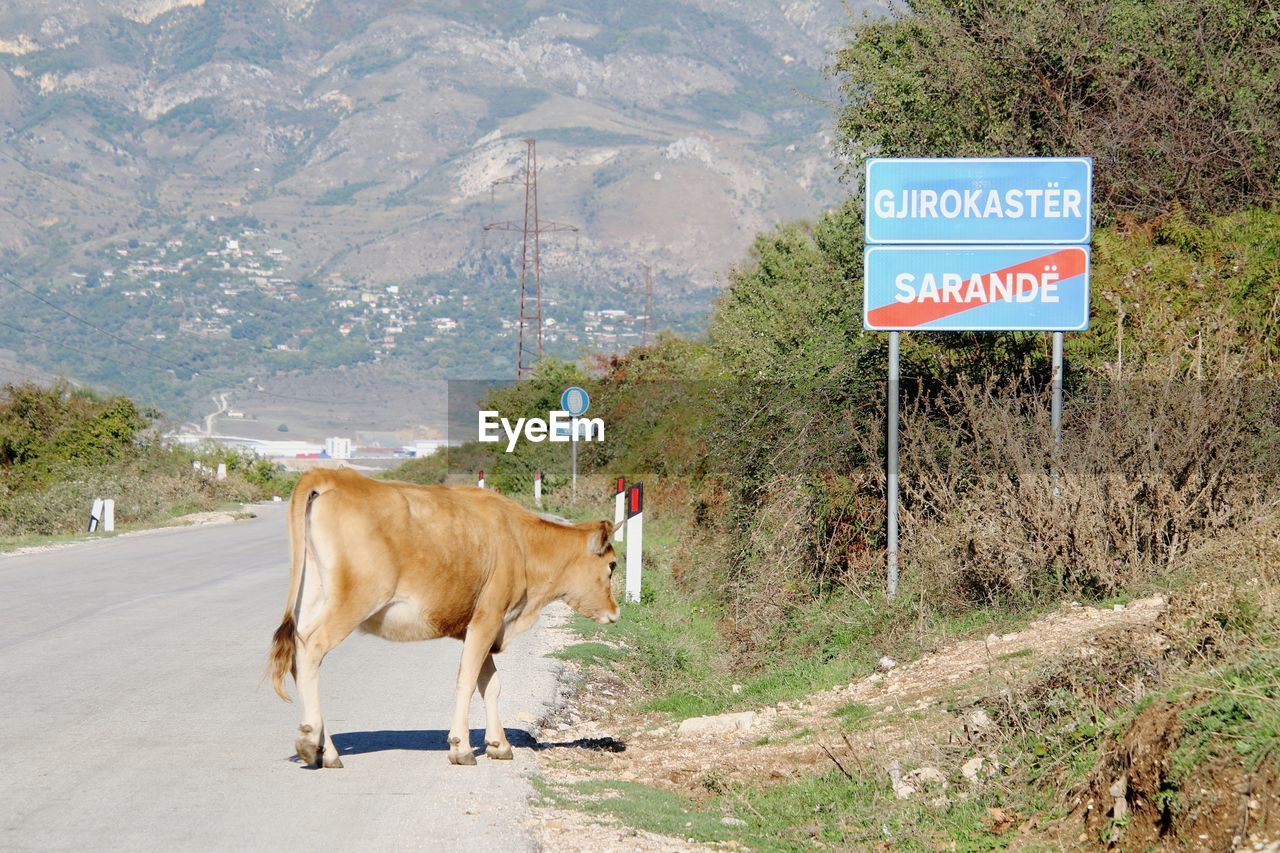 mammal, animal, animal themes, domestic animals, road, sign, cattle, pet, livestock, one animal, mountain, nature, communication, no people, text, road sign, landscape, transportation, land, animal wildlife, day, plant, environment, rural area, domestic cattle, information sign, cow, outdoors, western script, rural scene, pasture