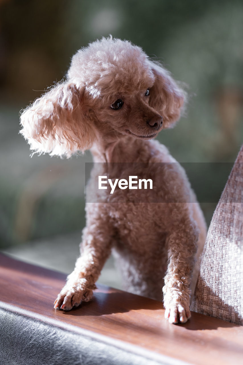 The poodle dog stands with its front paws on the back of the sofa and looks into the distance