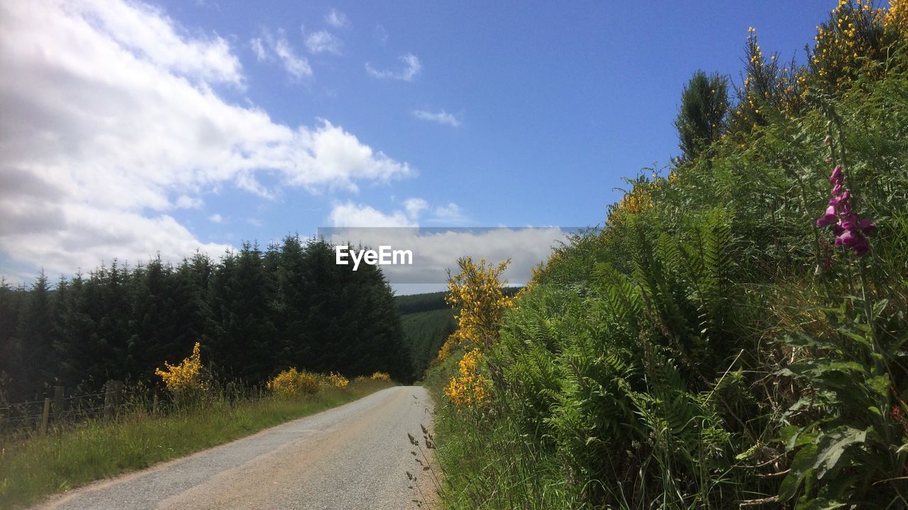 ROAD AMIDST PLANTS AND TREES AGAINST SKY