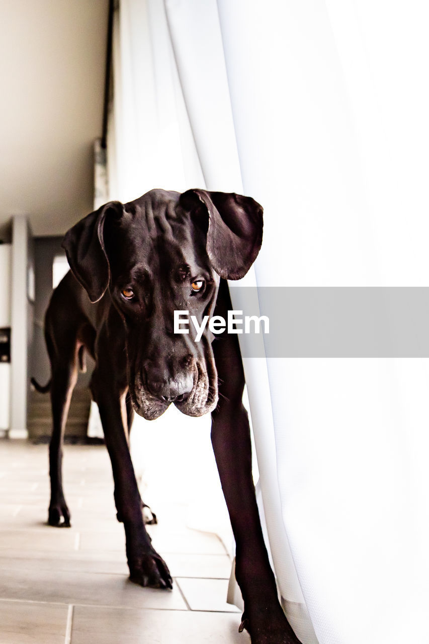 A great dane stands in a kitchen in phoenix, arizona.