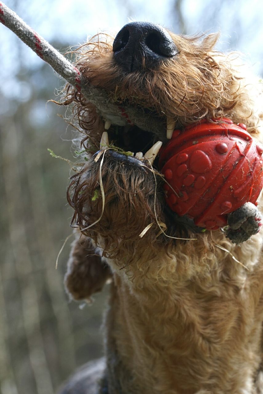 Close-up of dog