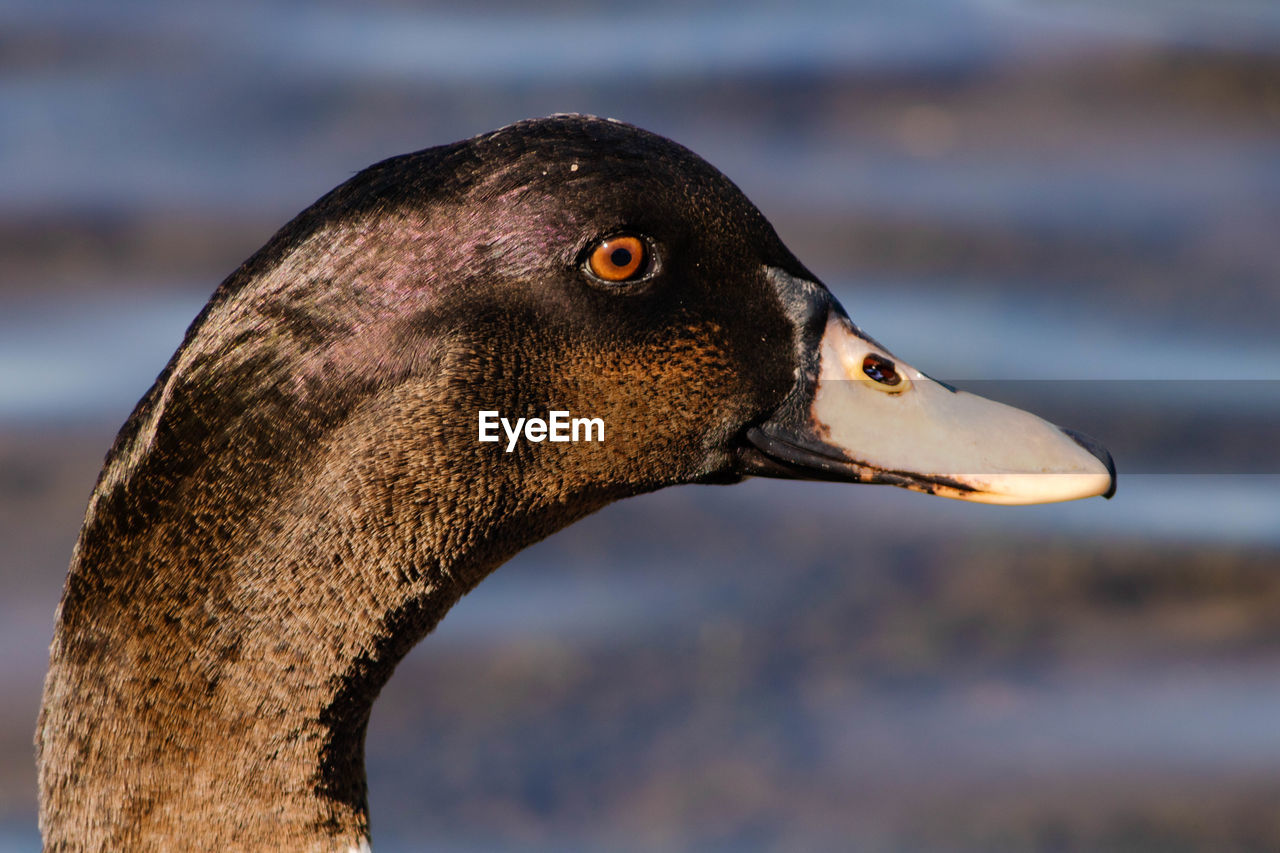 animal themes, animal, animal wildlife, one animal, wildlife, duck, bird, ducks, geese and swans, close-up, beak, water bird, animal body part, mallard, side view, water, focus on foreground, no people, nature, goose, animal head, day, profile view, outdoors, lake