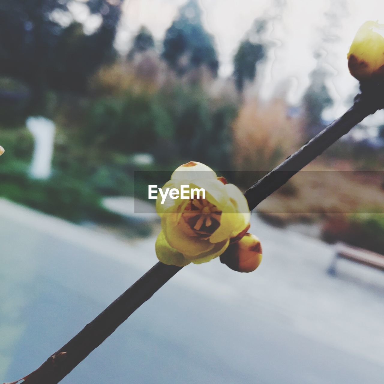 CLOSE-UP OF YELLOW FLOWER IN BLOOM