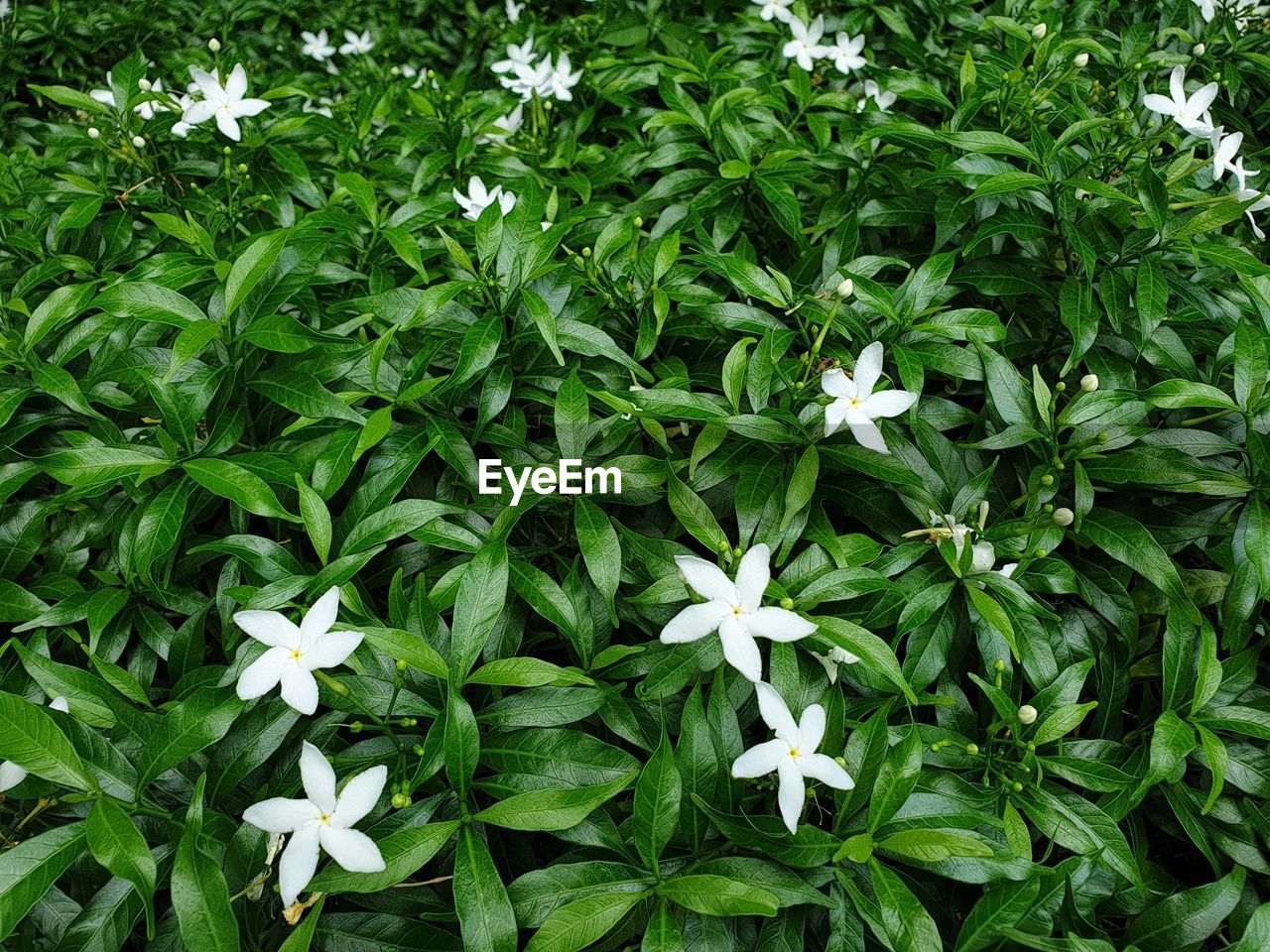 HIGH ANGLE VIEW OF WHITE FLOWERING PLANT ON FIELD