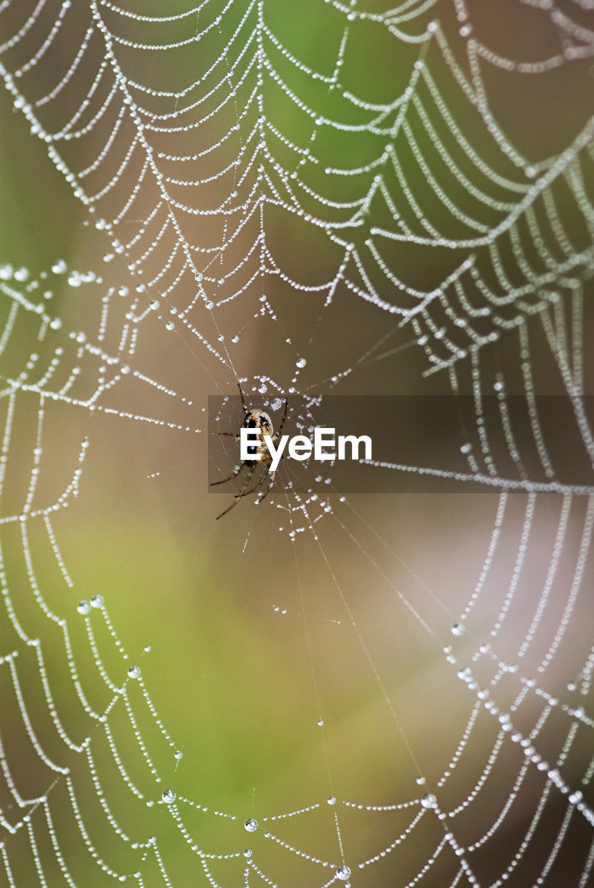 Close-up of spider on wet web